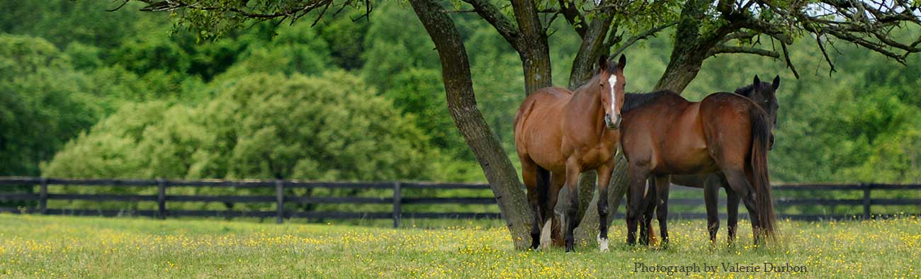 Horse Photography by Valerie Durbon